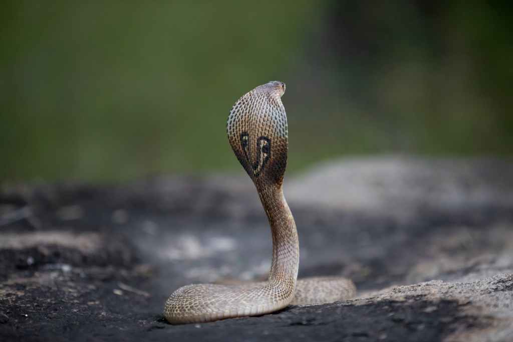 photo of a cobra snake