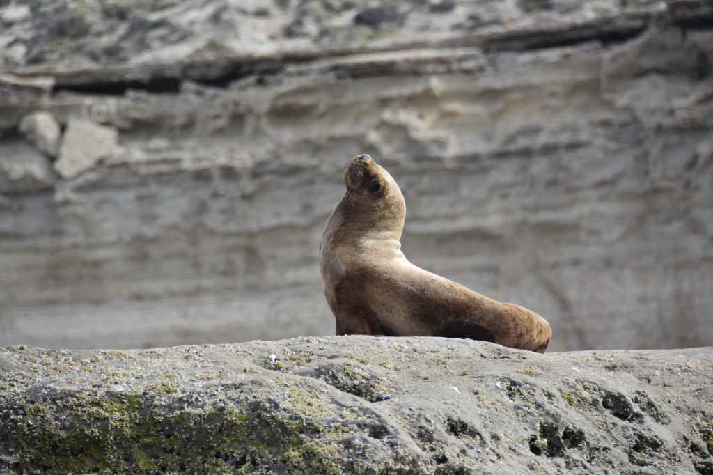 brown sea lion resting on gray rock