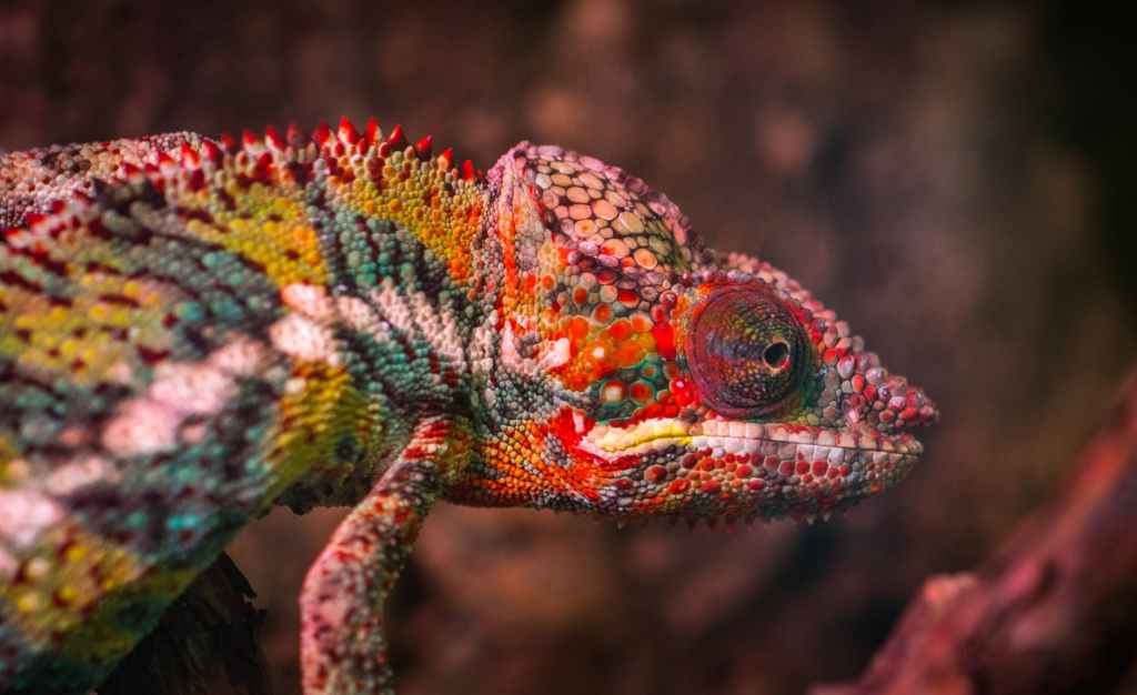 red white and green chameleon