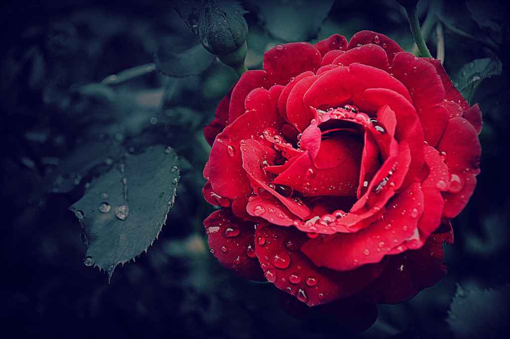 selective focus photography of a red rose