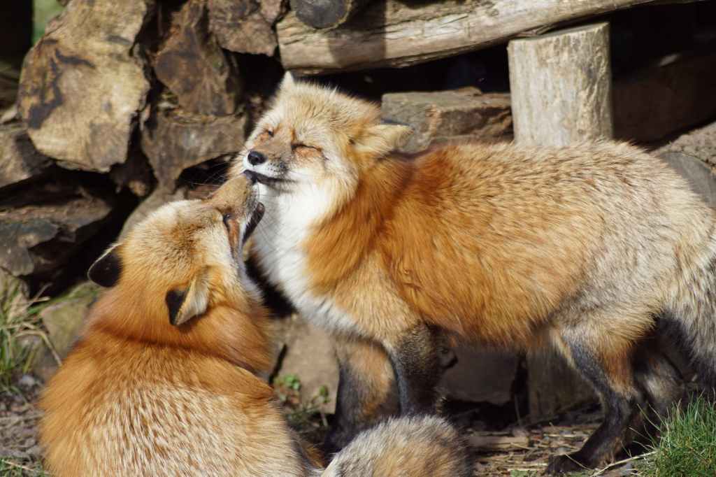 red fox near wood