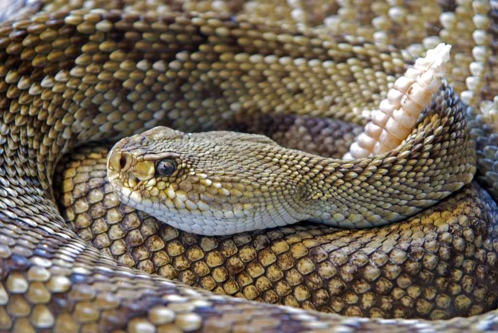 The Long Snake at Savari