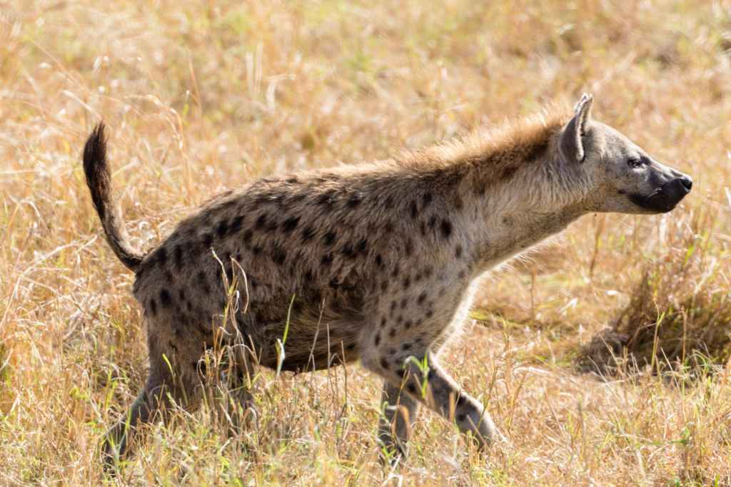 The Hyena Bridegroom