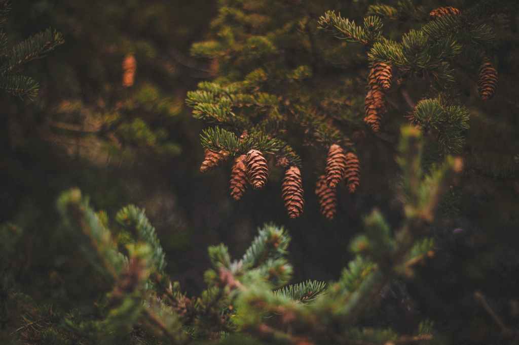 brown pine cones on green trees