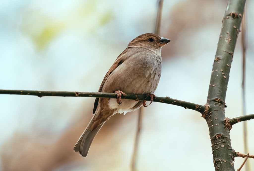 nightingale resting on tree twig in garden